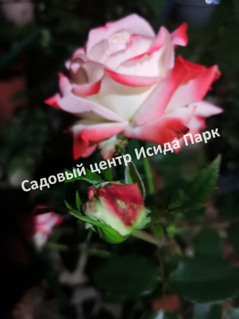 Роза Императрица Фарах, Кайзер Фарах (Imperatrice Farah)