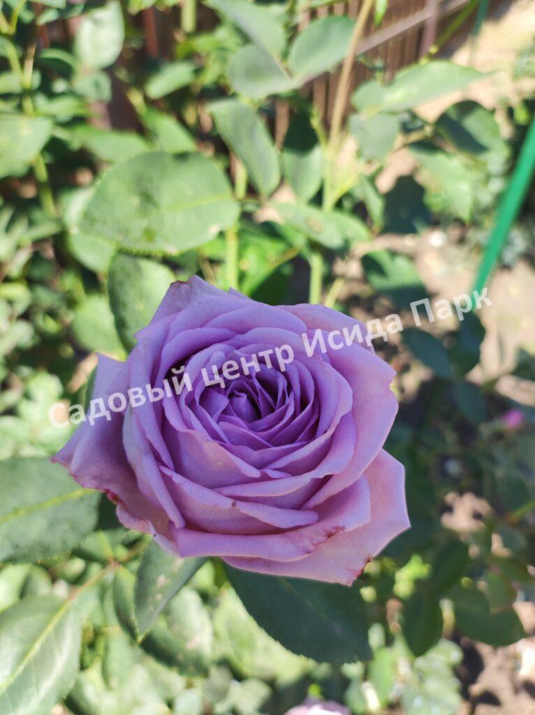 Роза Индиголетта (Indigoletta)
