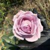 Роза Индиголетта (Indigoletta) 26