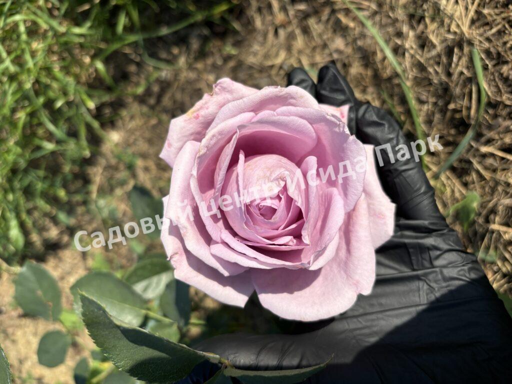 Роза Индиголетта (Indigoletta)