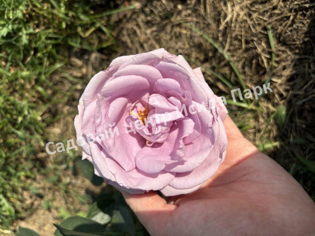 Роза Индиголетта (Indigoletta)