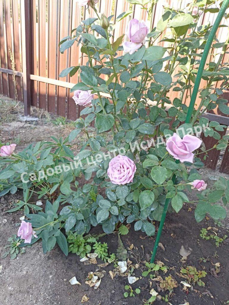 Роза Индиголетта (Indigoletta)