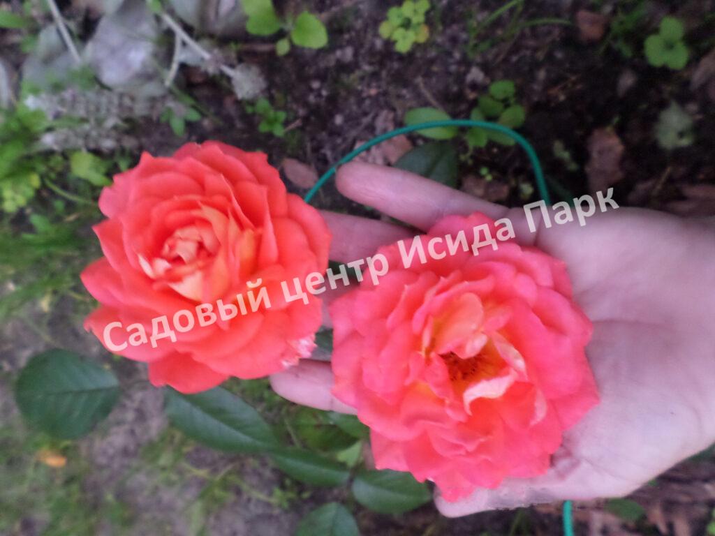 Роза Кристофер Марлоу, Кристофер Марло (Christopher Marlowe)