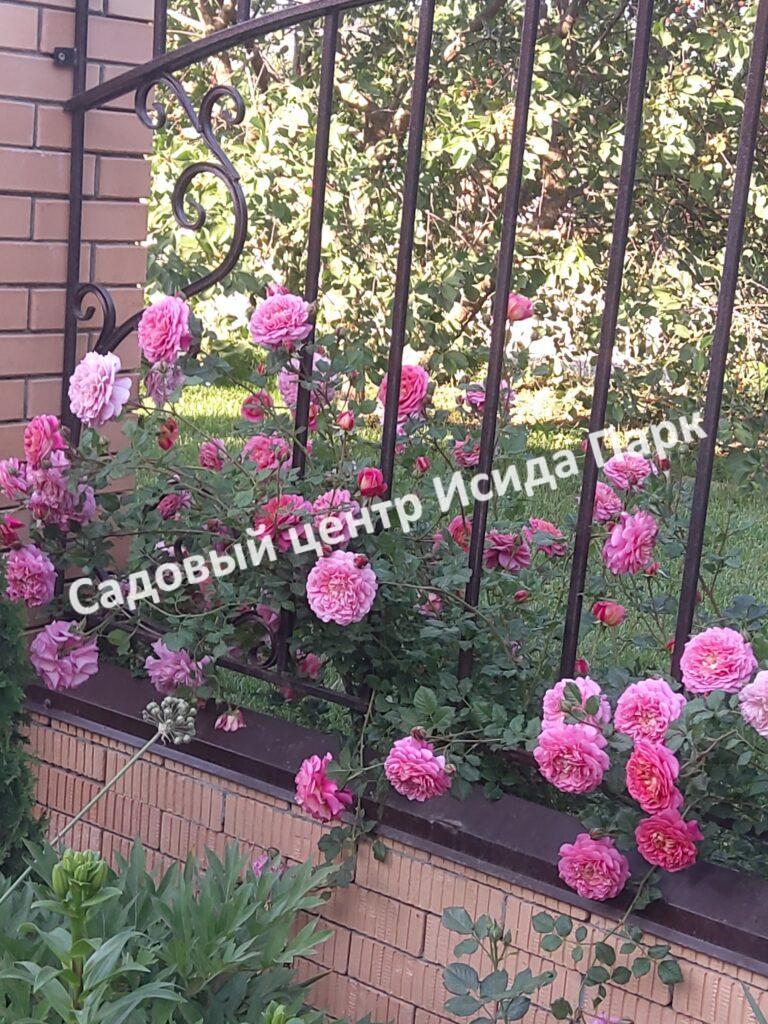 Роза Кристофер Марлоу, Кристофер Марло (Christopher Marlowe)