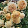 Роза Принцесса Маргарет (Crown Princess Margareta) 10