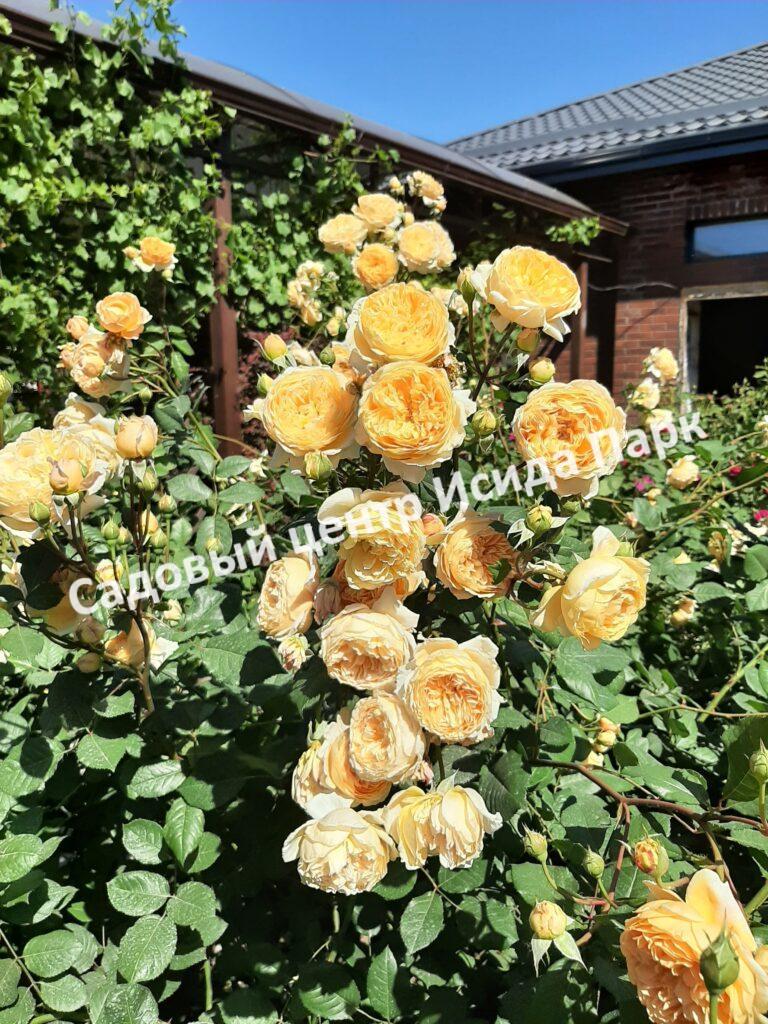 Роза Принцесса Маргарет (Crown Princess Margareta)