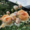 Роза Принцесса Маргарет (Crown Princess Margareta) 13