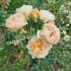 Роза Принцесса Маргарет (Crown Princess Margareta) 14