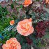 Роза Леди Эмма Гамильтон (Lady Emma Hamilton) 15