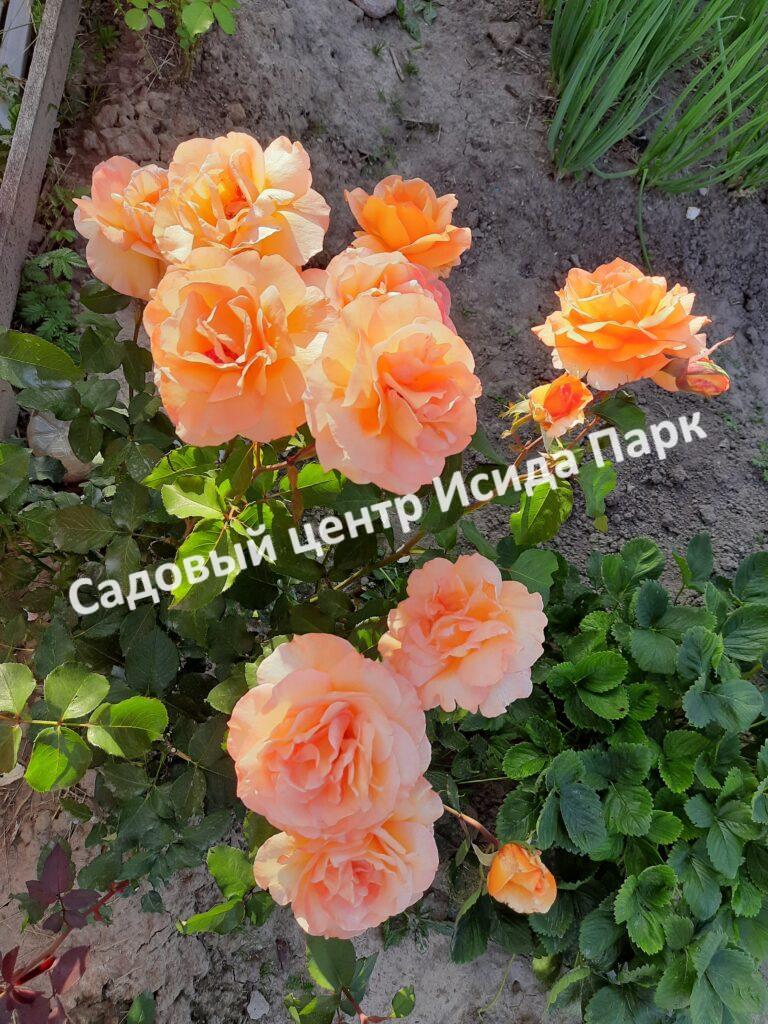 Роза Леди Эмма Гамильтон (Lady Emma Hamilton)