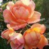Роза Леди оф Шалот (Lady of Shalott) 11