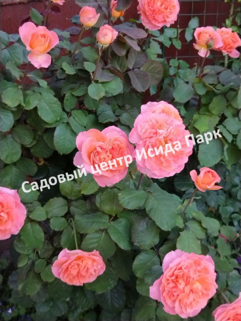 Роза Леди оф Шалот (Lady of Shalott)