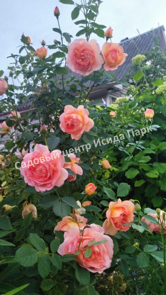 Роза Леди оф Шалот (Lady of Shalott)