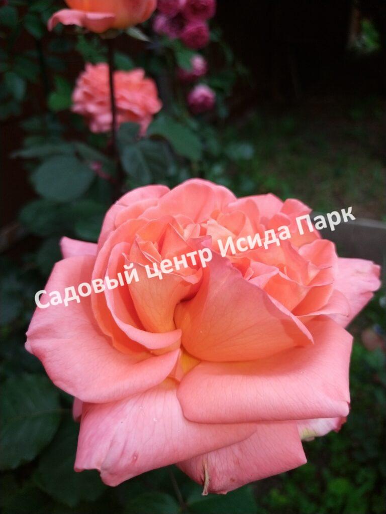 Роза Леди оф Шалот (Lady of Shalott)