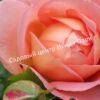 Роза Леди оф Шалот (Lady of Shalott) 15