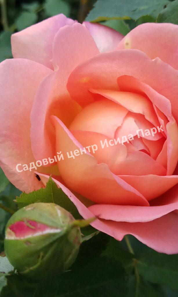 Роза Леди оф Шалот (Lady of Shalott)