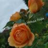 Роза Леди оф Шалот (Lady of Shalott) 18