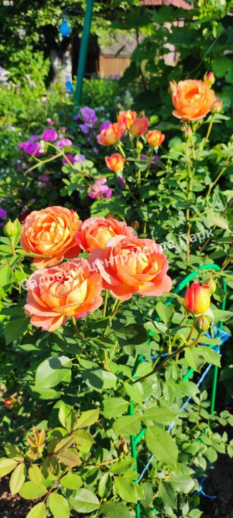 Роза Леди оф Шалот (Lady of Shalott)