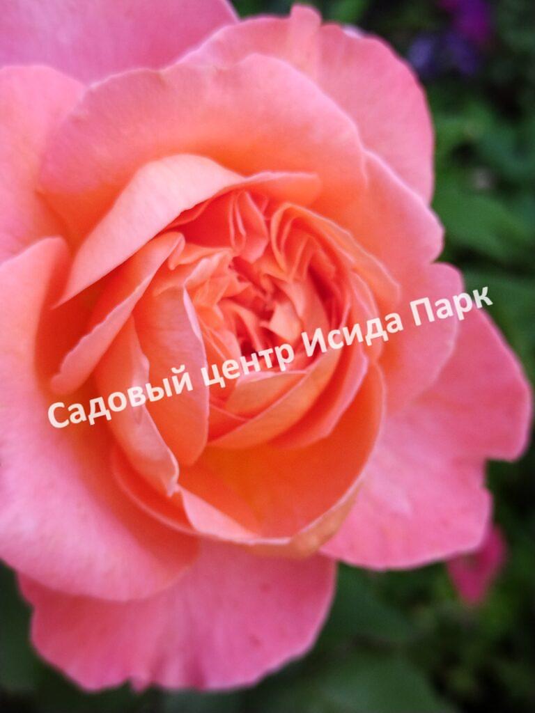 Роза Леди оф Шалот (Lady of Shalott)