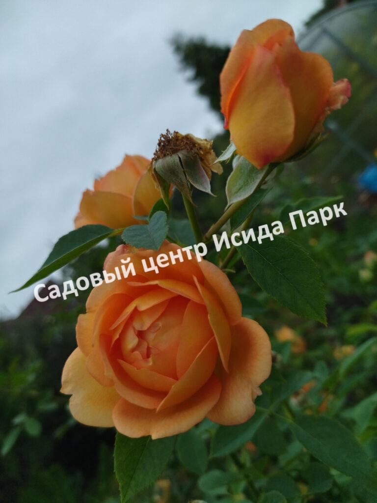 Роза Леди оф Шалот (Lady of Shalott)
