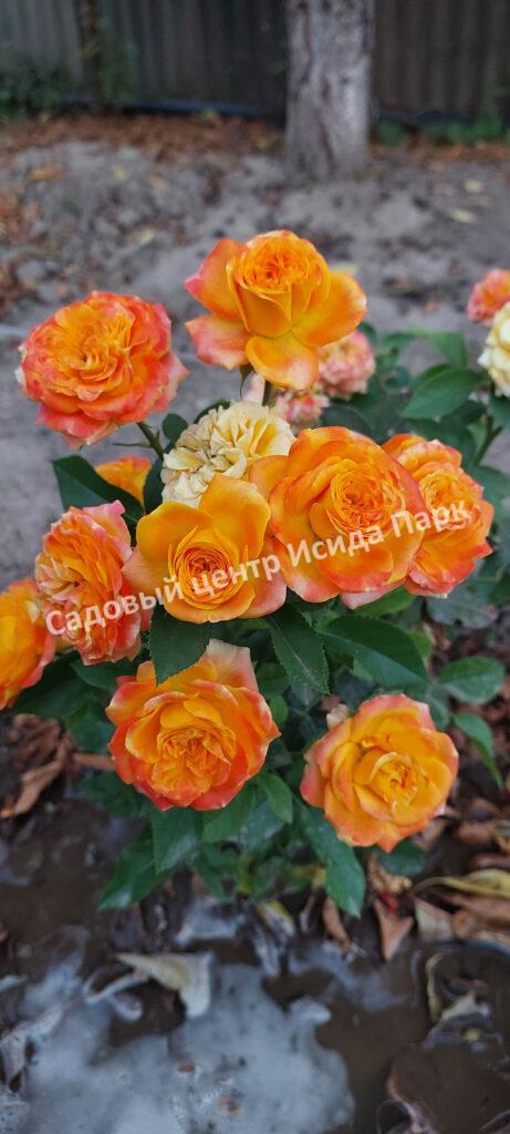 Роза Мандарин (Mandarin)