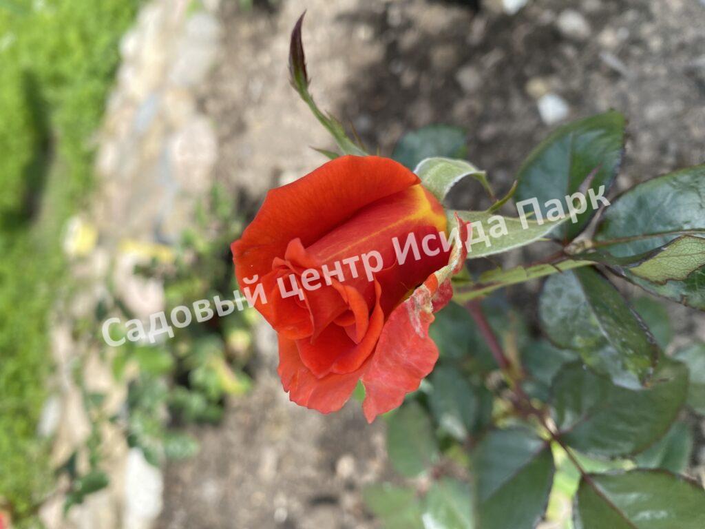 Роза Моника (Monica)