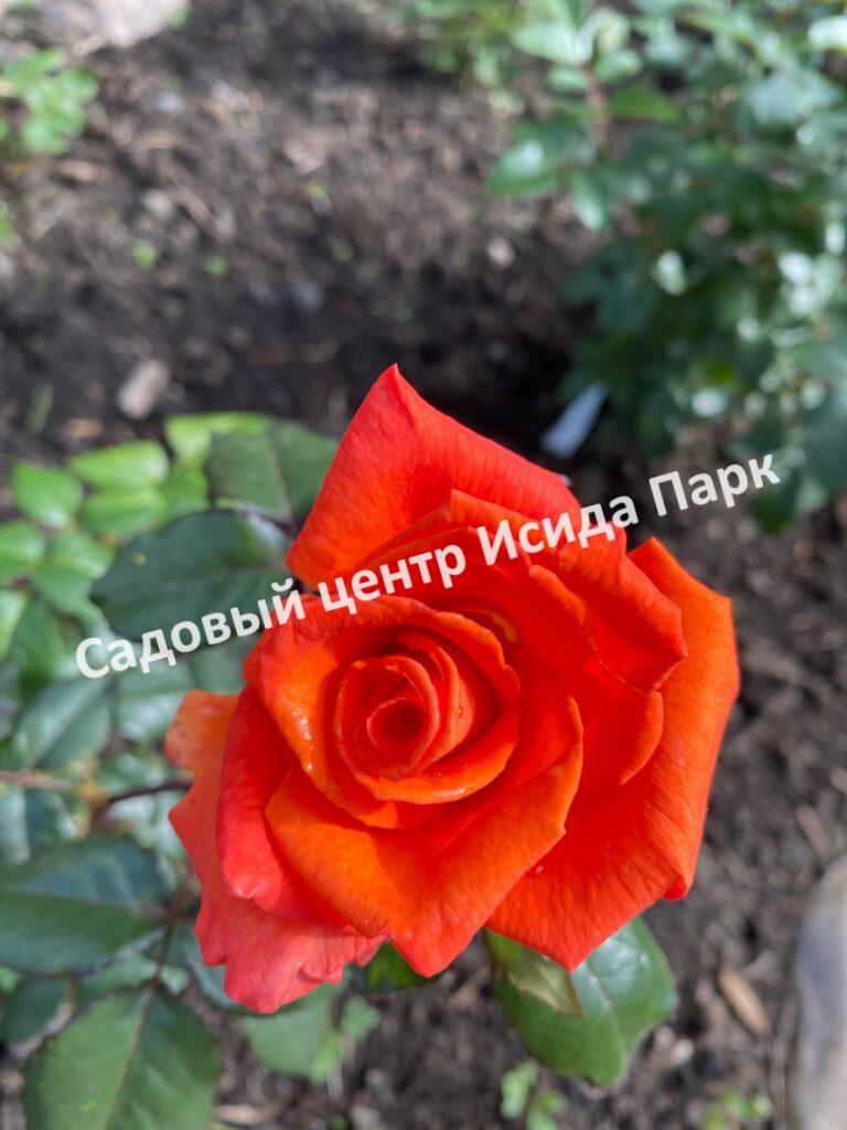 Роза Моника (Monica)