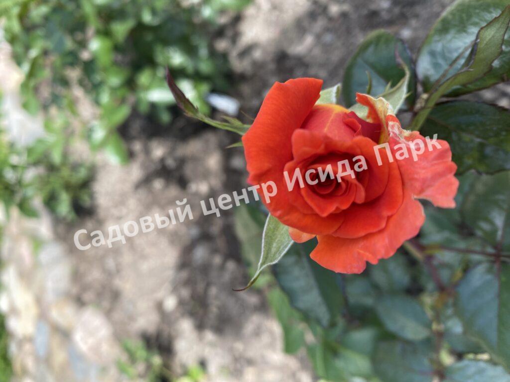 Роза Моника (Monica)