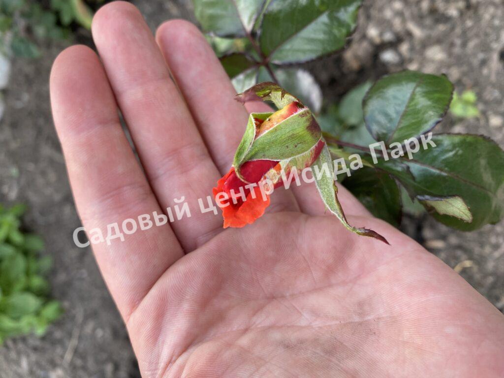 Роза Моника (Monica)