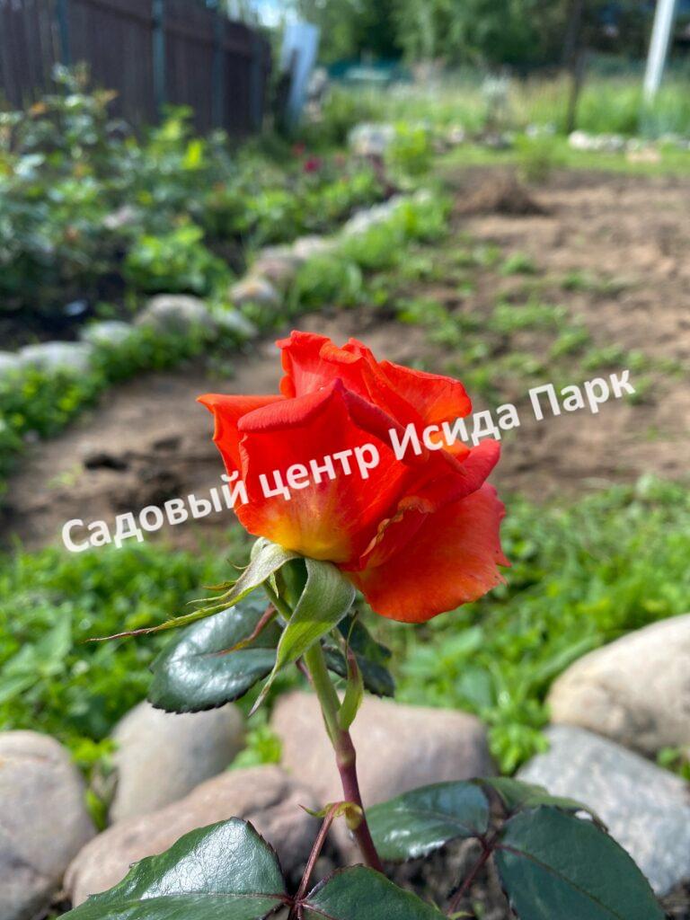 Роза Моника (Monica)