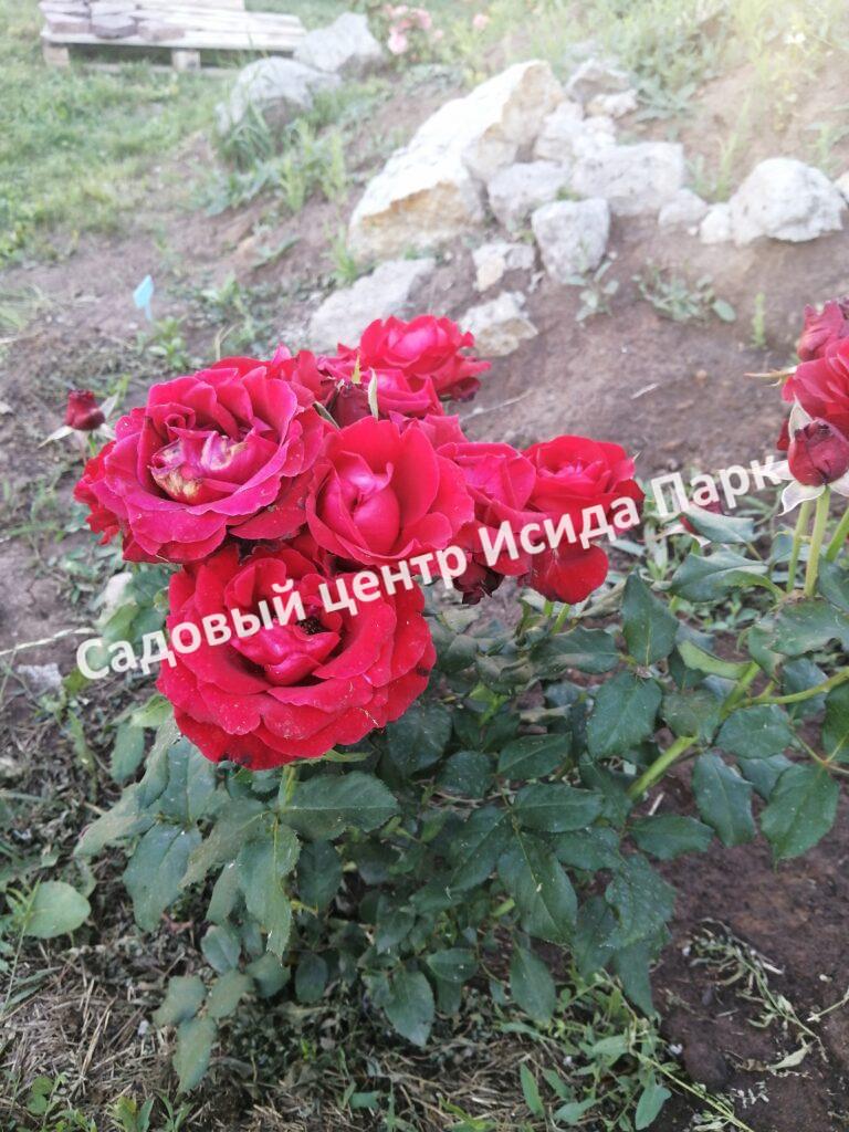 Роза Нина Вейбул (Nina Weibull)