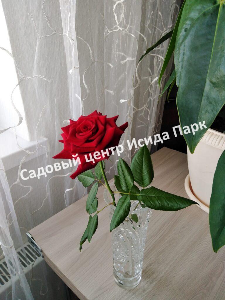 Роза Нина Вейбул (Nina Weibull)