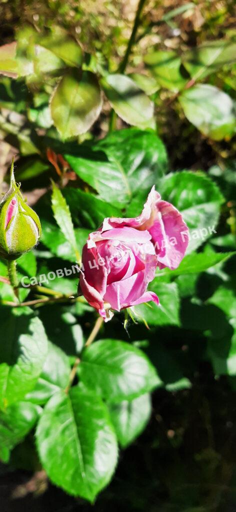 Роза Новалис (Novalis)