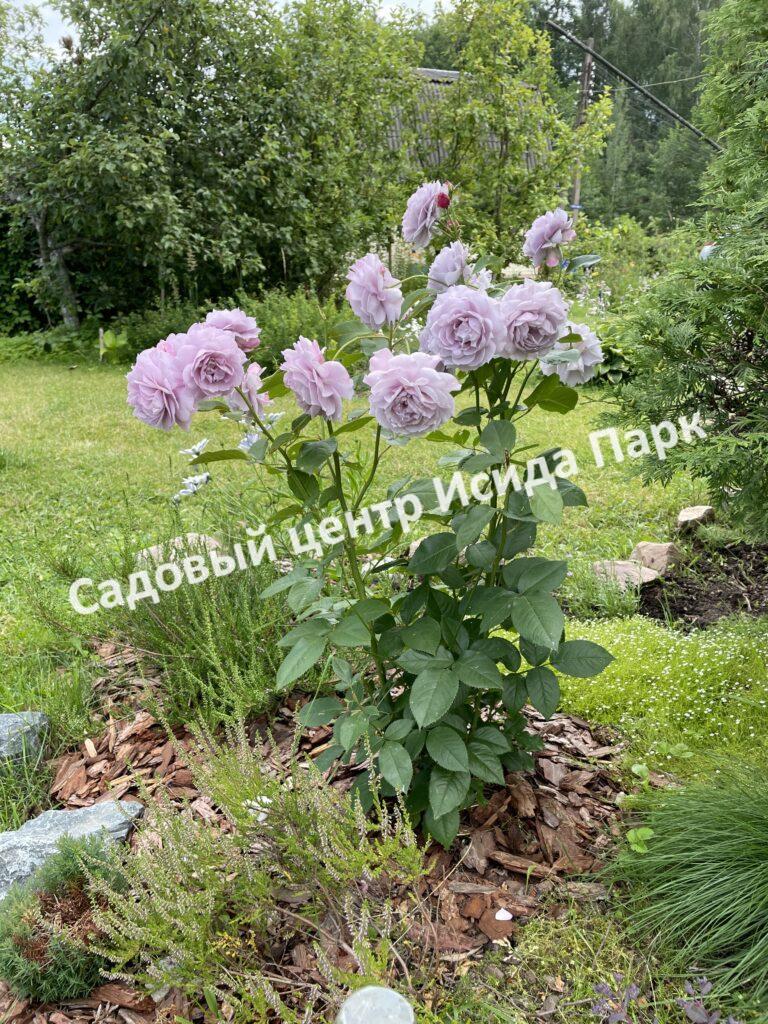 Роза Новалис (Novalis)