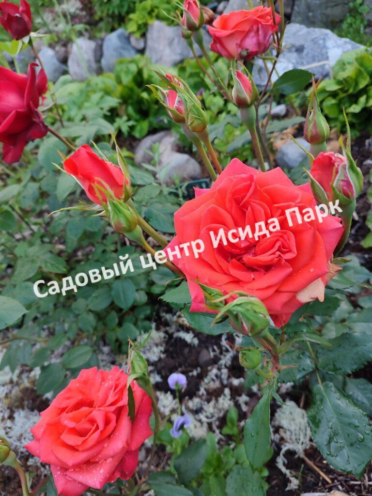 Роза Оранж Сенсейшен, Оранж Сенсейшн (Orange Sensation)