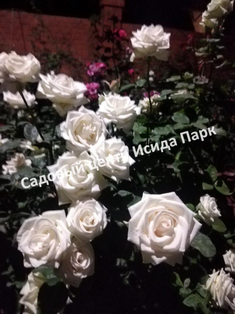 Роза Паскали (Pascali)