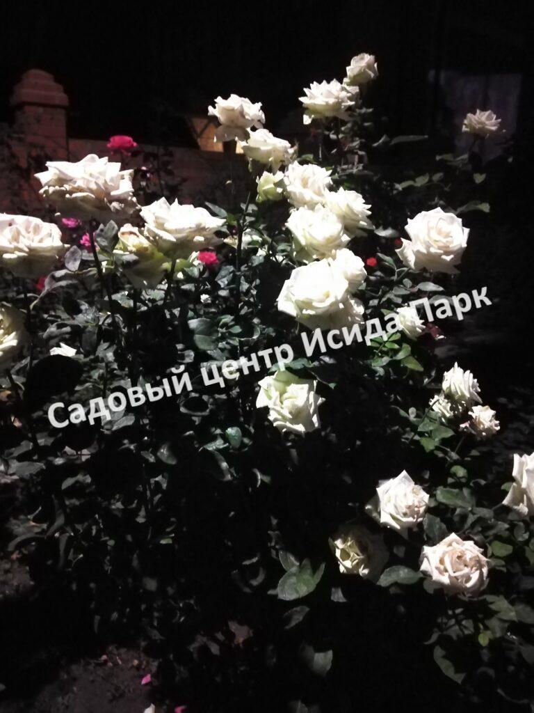 Роза Паскали (Pascali)