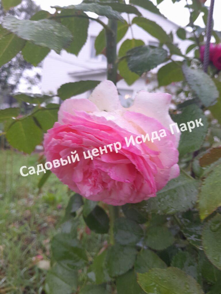Роза плетистая Пьер де Ронсар (Pierre de Ronsard)
