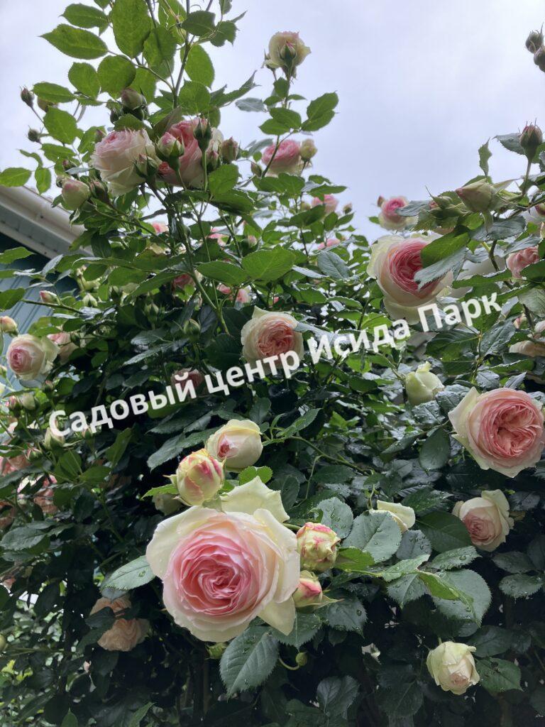Роза плетистая Пьер де Ронсар (Pierre de Ronsard)