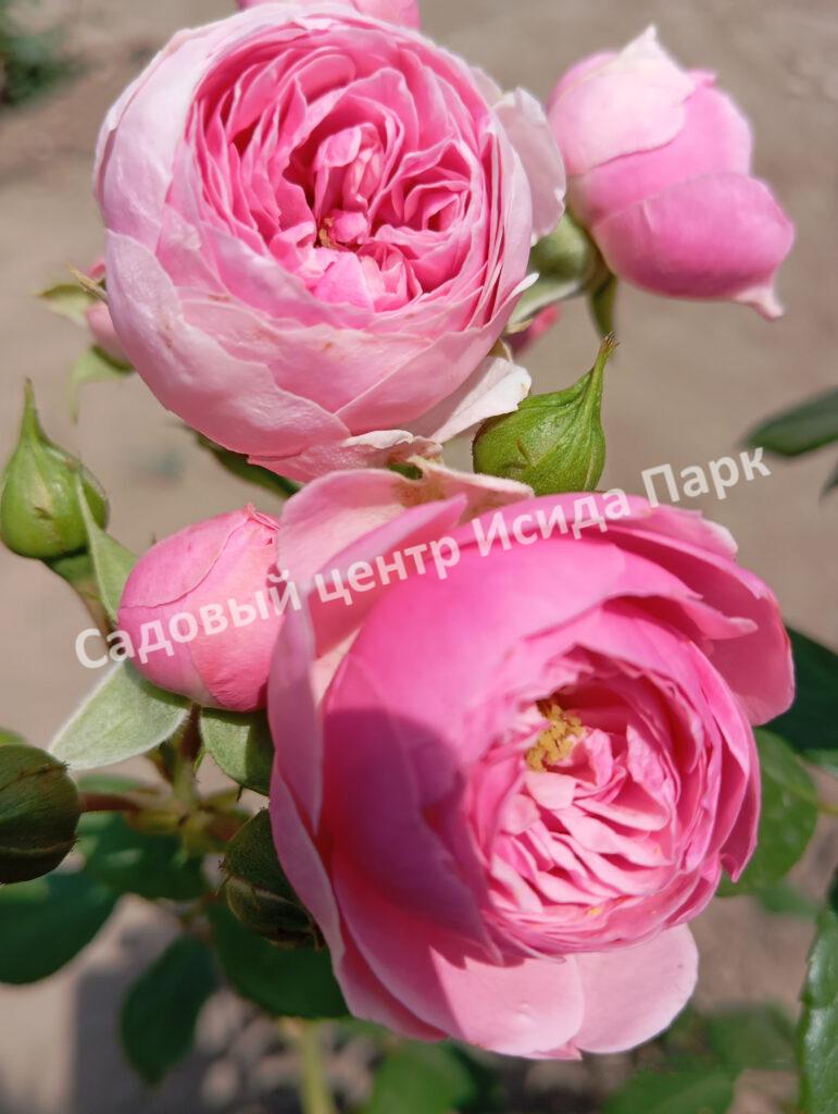 Роза Помпонелла (Pomponella)