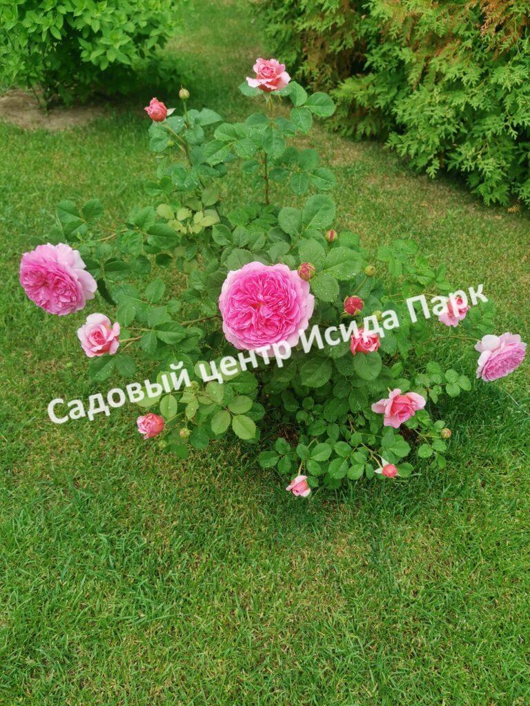 Роза Принцесса Александра оф Кент (Princess Alexandra of Kent)