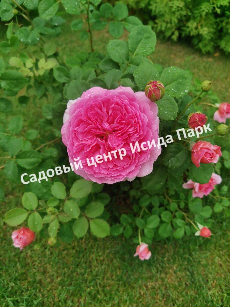 Роза Принцесса Александра оф Кент (Princess Alexandra of Kent)