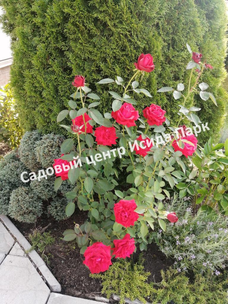 Роза Ред Берлин (Red Berlin)