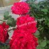 Роза Ред Интуишн (Red Intuition) 12