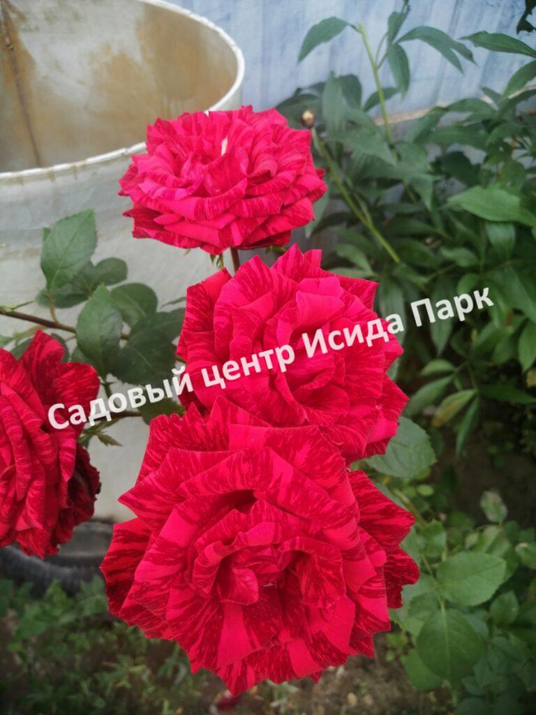 Роза Ред Интуишн (Red Intuition)