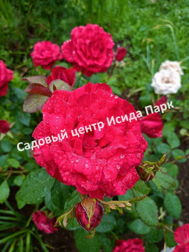 Роза Ред Интуишн (Red Intuition)