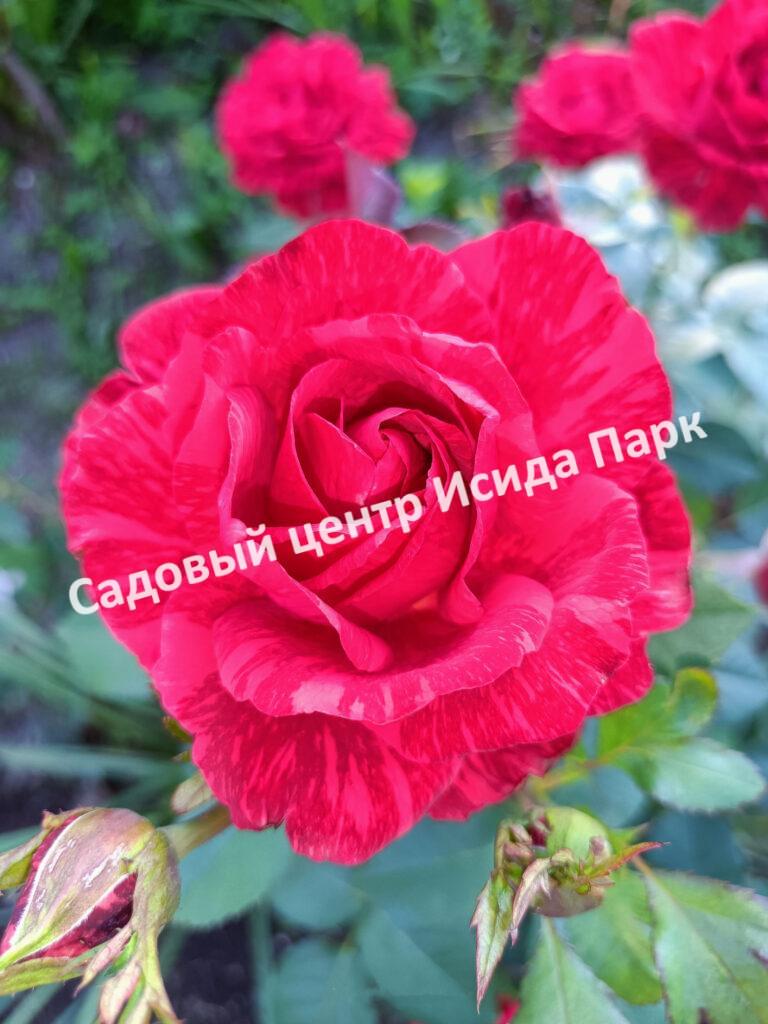 Роза Ред Интуишн (Red Intuition)
