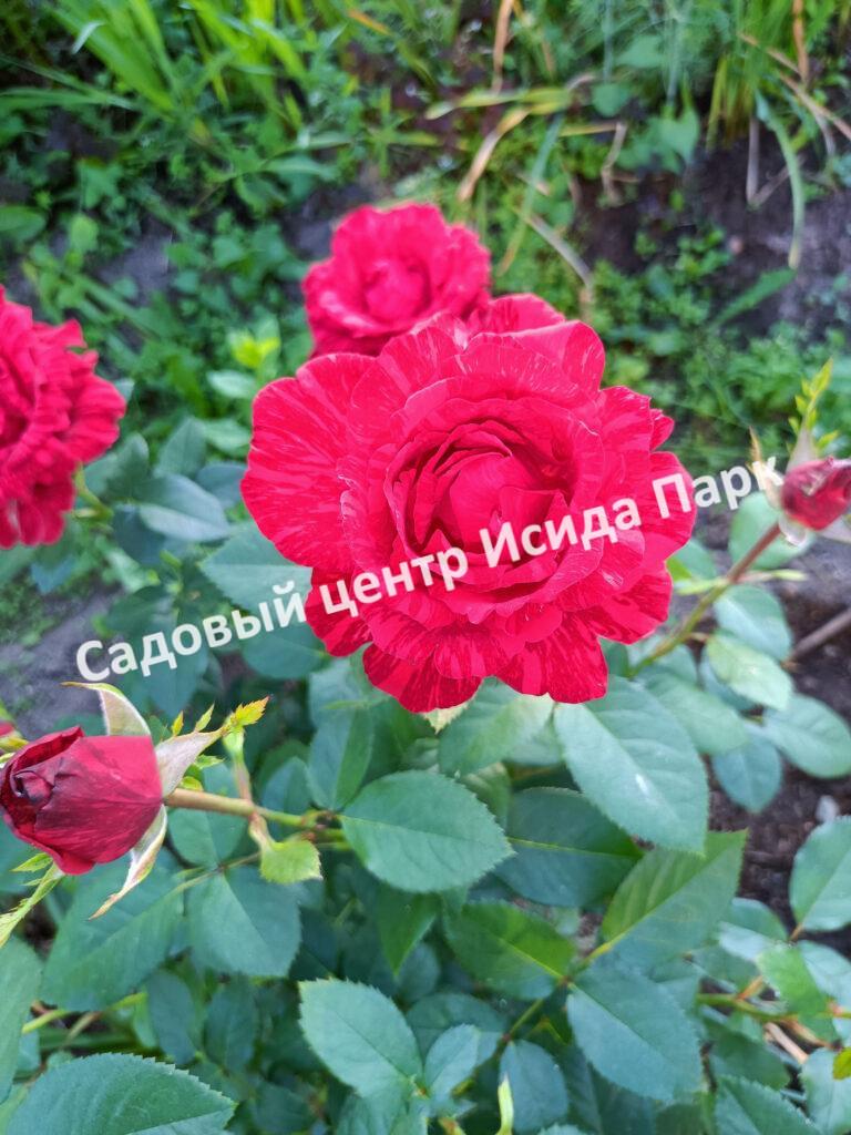 Роза Ред Интуишн (Red Intuition)