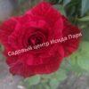 Роза Ред Интуишн (Red Intuition) 20
