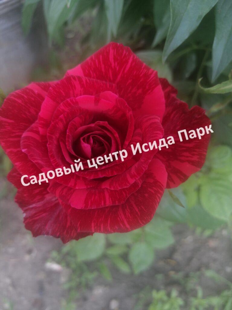 Роза Ред Интуишн (Red Intuition)